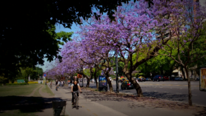 Jacarandá, arbres de Buenos Aires