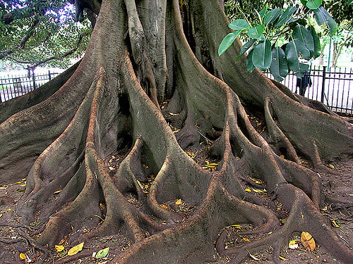 Ombú, árboles de Buenos Aires