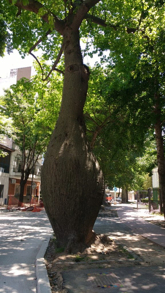 Palo borracho, árboles de Buenos Aires