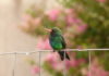 oiseaux colibri buenos aires