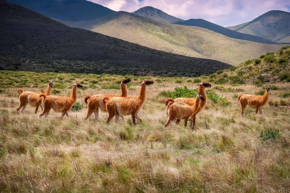 10 animales autóctonos de Argentina y dónde se pueden ver