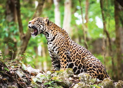 Jaguar, animaux sauvages d'Argentine