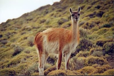 Guanaco Lama, animaux sauvages d'Argentine