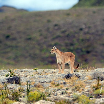 Puma, animaux sauvages d'Argentine