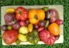 livraison fruits et légumes bio